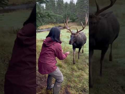 Wild Elk Walks Up to Her — Then Accepts the Sweetest Hug 🦌