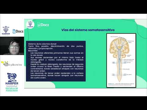 NEUROFISIOLOGIA: CLASE 3 SISTEMAS SENSITIVOS con Harper Academia & uDocz 📚|
