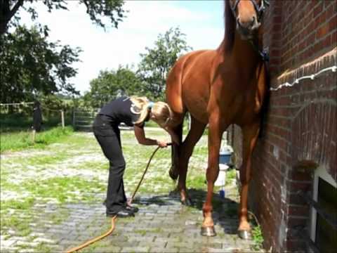 Das Pferd vorsichtig & Stressfrei ans Wasser gewöhnen. Pferd hat Angst beim waschen?