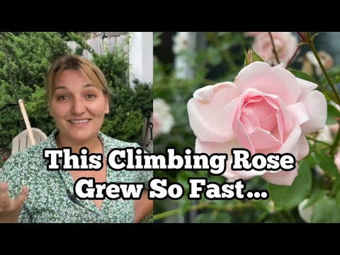 Climbing Rose to Grow Your Cottage Garden Fast: ‘New Dawn’