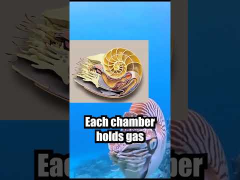 500 Million Years of Survival: Meet the Nautilus!🐚