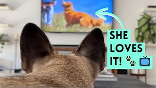 How to Easily Keep Your Dog Calm & Relaxed with Dog TV & Dog Music