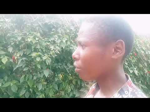 CEDRO COMEDY :karabaye noneho😀😀😀😀😀 Killa arangishije umusazi nawe arasarara😃😃😃😃😃😃