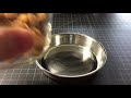 Cat Food Sounds Dry Food Cat Call Time To Eat Free To Use Sound Effect