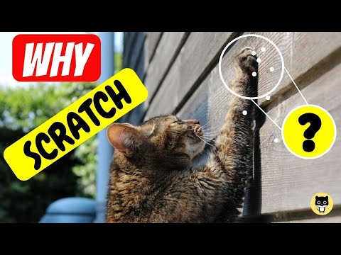 Why Cats Scratch (and what to DO about it)