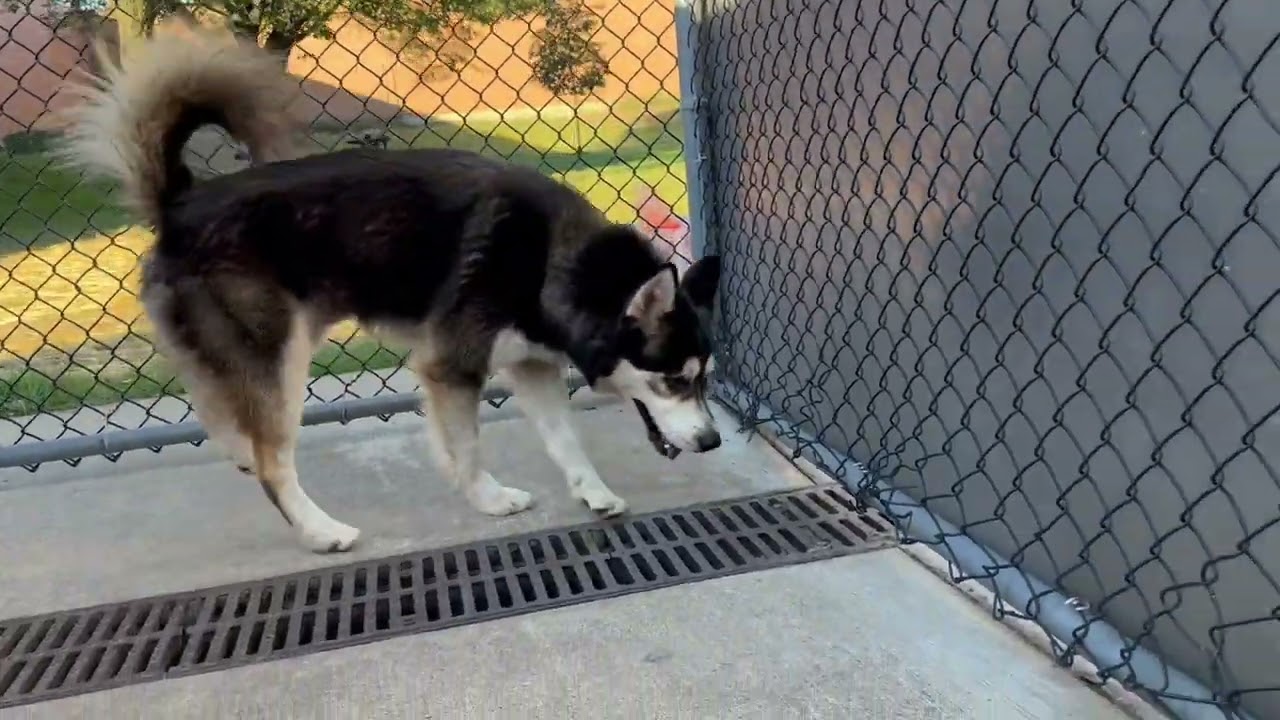 Ottawa, a ADOPTABLE Alaskan Malamute in Chicago, IL video 5/5