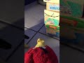 Cars References In Angry Birds