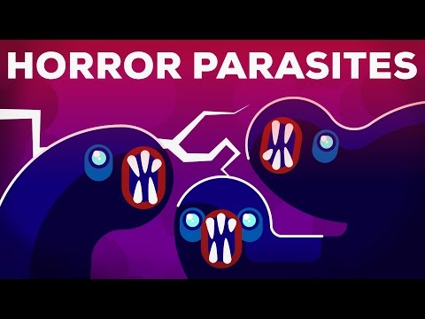 Paraziták készítményei az emberi testben