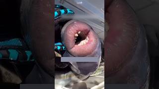 Download lagu Her lips are seductive but her bite is deadly, #fyp mp3