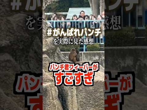 がんばれパンチを実際に見た感想パンチくんフィーバーがすごすぎ#がんばれパンチ #パンチくん