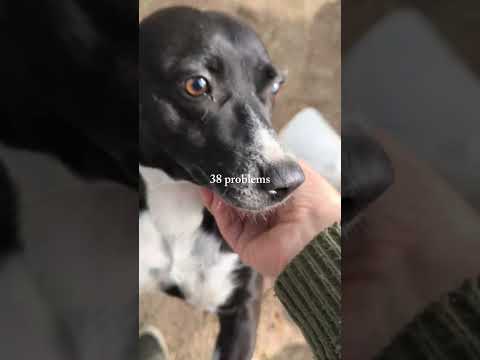la Negri en adopción, en el refugio De Paso Patitas, en Saladas, Corrientes, Argentina