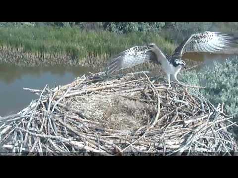 8/31/16 Fledgling defends nest from female intruder/visitor - Boulder County Osprey Cam