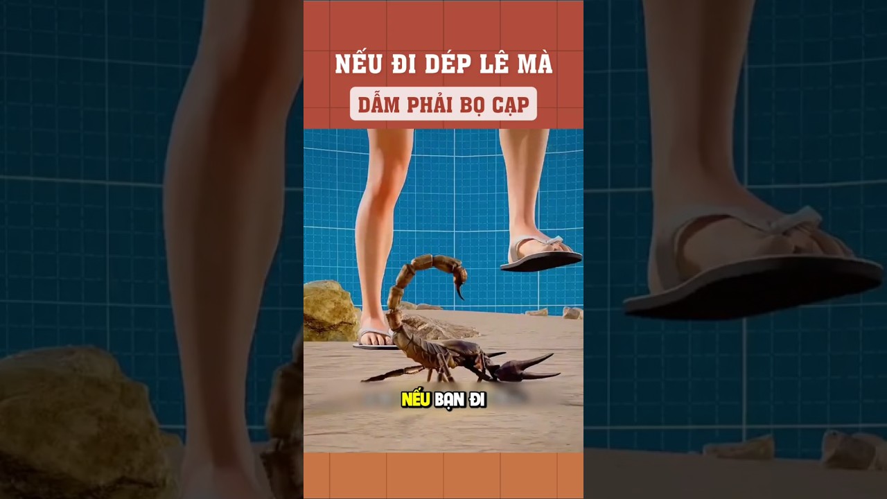 Nếu đi dép lê mà dẫm phải bọ cạp