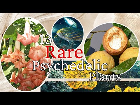 13 Super-rare Psychedelic Plants (and a fish) You Didn't Know Existed