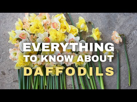 The Ultimate Guide to Daffodils as Cut Flowers: harvesting, storing, mixing & bouquet inspo!