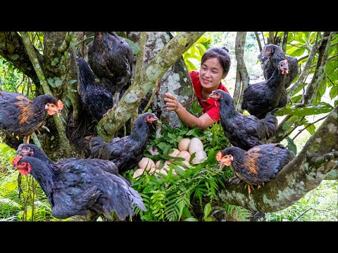 Harvest JUNGLE CHICKEN goes to the market sell | Ella Daily Life