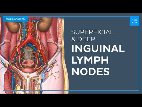 Anatomie & Behandlungswissen Videos – Interaktives Nachschlagewerk für Physio, Massage, Therapie 41 Superficial and deep inguinal lymph nodes - Quick Anatomy | Kenhub