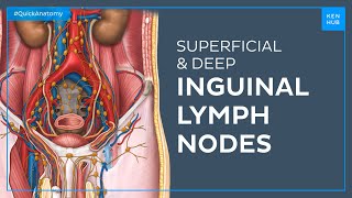 Superficial and deep inguinal lymph nodes - Quick Anatomy | Kenhub