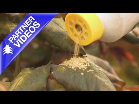  How to use Spical from Koppert Video 