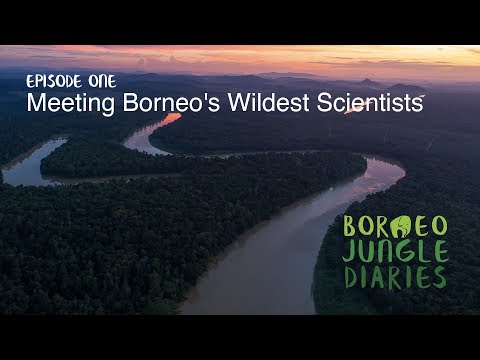 Borneo's Wildest Scientists [4K] | Borneo Jungle Diaries (S01E01) | SZtv