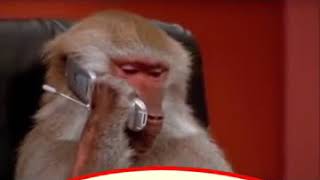 Download lagu Minang kocak monyet ngajak ngopi luc bangt mp3