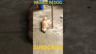 #RABIES #DISEASE #in #DOG #viral #video #shorts..