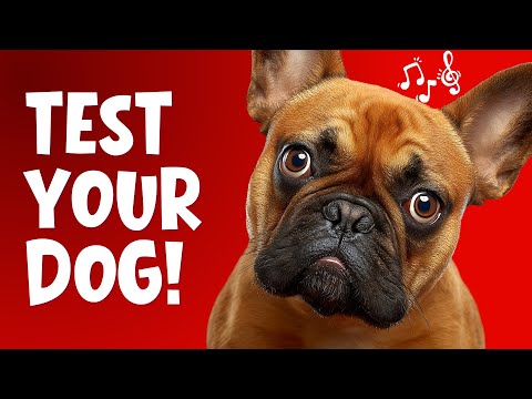 Test Your Dog's Intelligence with Sounds! 🐶🎵