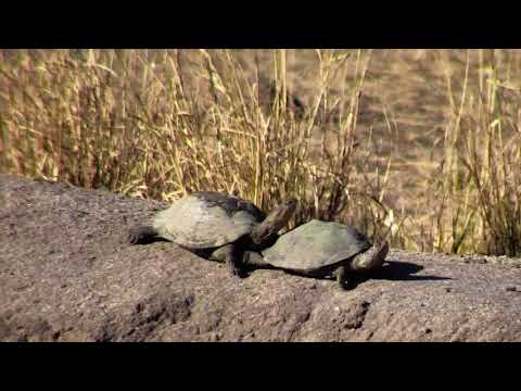 Djuma: Two Monitor Lizard young ones and Terrapins - 15:33 - 09/09/18