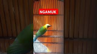 Download lagu CUCAK RANTING GACOR #fypyoutube #fypシ゚viral #fypshorts mp3