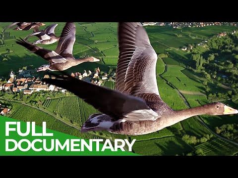 , title : 'Birds of Passage - A Secret Journey Through the Skies | Free Documentary Nature