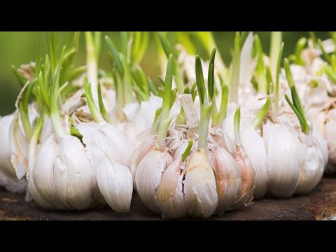 , title : 'EVDE YEŞERMİŞ SARIMSAKLARI SAKIN ÇÖPE ATMAYIN!  { Growing Garlic at Home}  TAZE SARIMSAK SAKSIDA'
