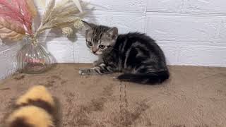 アメリカンショートヘアの動画01