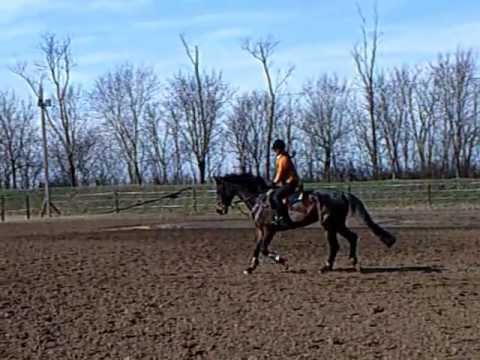 Cyberstrike & Babalou du Rouet