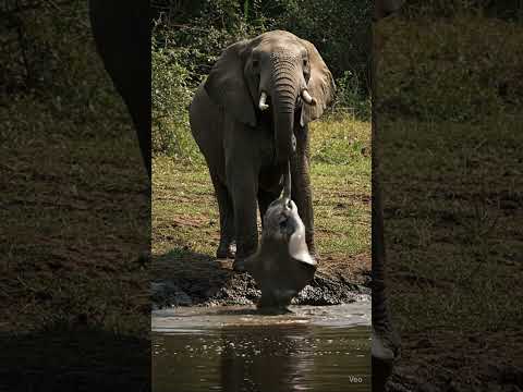 Elephant vs Giant Stingray – River Showdown