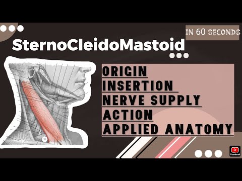Sternocleidomastoid muscle-Anatomy