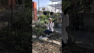 Essential Pruning Tips for Austin Gardens