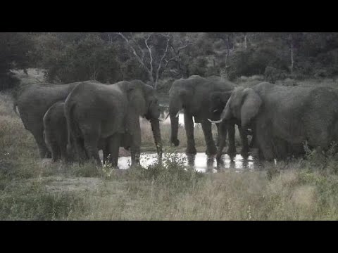 Djuma: Elephants come to drink at the pan - 17:45 - 05/13/20