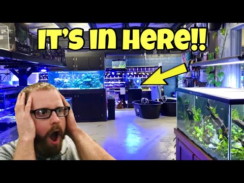 THIS CORAL IS SUPER EXPENSIVE! SALTWATER AQUARIUM STORE TOUR