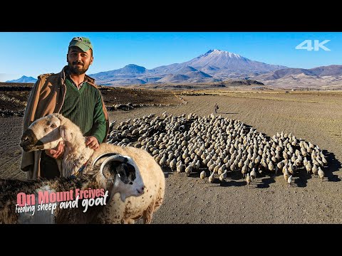 , title : 'Erciyes Dağı Eteklerinde Koyun ve Keçi Beslemek | Belgesel ▫️4K▫️'