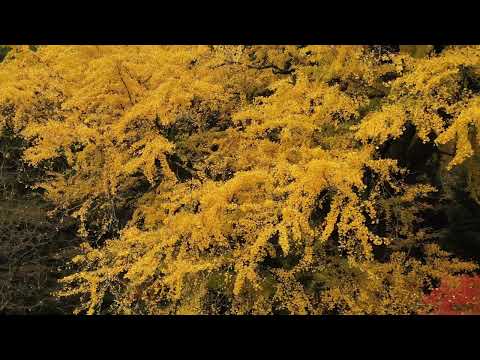 糸島の秋　～糸島10秒動画～