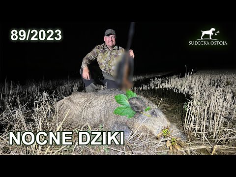SUDECKA OSTOJA 89/2023 Nocne dziki. Hunting wildboar Jagd chasse hunt