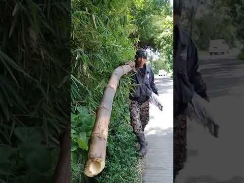 Pengambilan bambu dampit 16 saf.hari minggu tnggl:1-3-2020.
