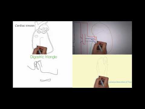 HealiosMed - Easy anatomy video thumbnail