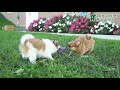 Pomeranian dogs for sale: Flynn  - Video 1