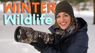 Don't Let cold KILL YOUR GEAR!: Winter Wildlife photo tips