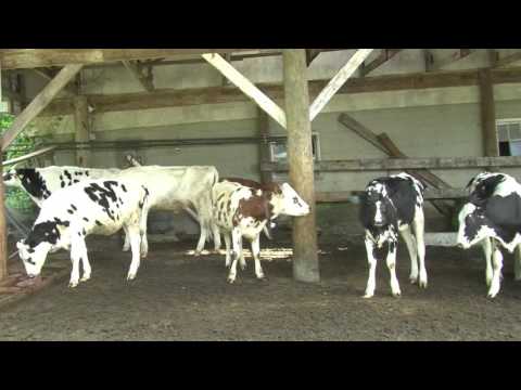 The Framingham Beat - Eastleigh Farm