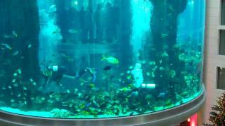 preview picture of video 'Radisson Blu Germany aquadome fishes at feeding time'