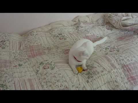 Marshmallow cat KOKORO playing with Hair clip