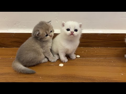 YouTube 썸네일