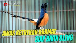 Download lagu KETREKAN PEMANCING EMOSI _ siap bikin oleng | shama bird mp3 Download lagu KETREKAN PEMANCING EMOSI _ siap bikin oleng | shama bird mp3